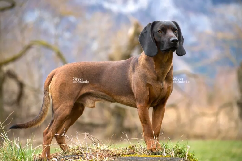 Bayerischer Gebirgsschweißhund.