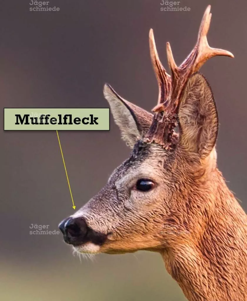 Abbildung: Muffelfleck beim Rehwild.