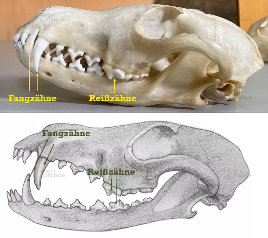 Abbildung: Am Beispiel eines Fuchsschädels lässt sich sehr schön das typische Raubwildgebiss zeigen. Deutlich zu sehen sind die Fangzähne (Eckzähne) und die bei dem Raubwild typischerweise stark ausgebildeten Reißzähnen.